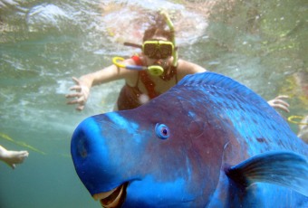 Diving Key West