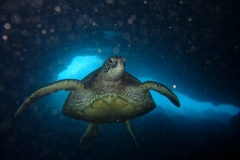 Underwater Photo Package Key West