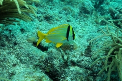 Diving Key West