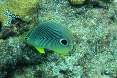 Underwater Sea-Life Key West