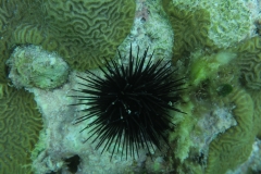 Snorkeling Adventure Key West