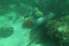 Snorkeling Key West