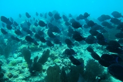 Florida Coral Key West