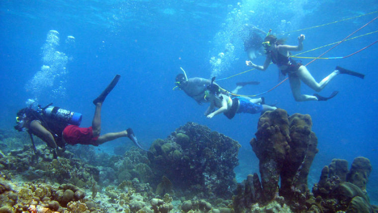 Coral Reef Snorkeling, Coral Reef Cruise and Coral Reef Tours in Key West