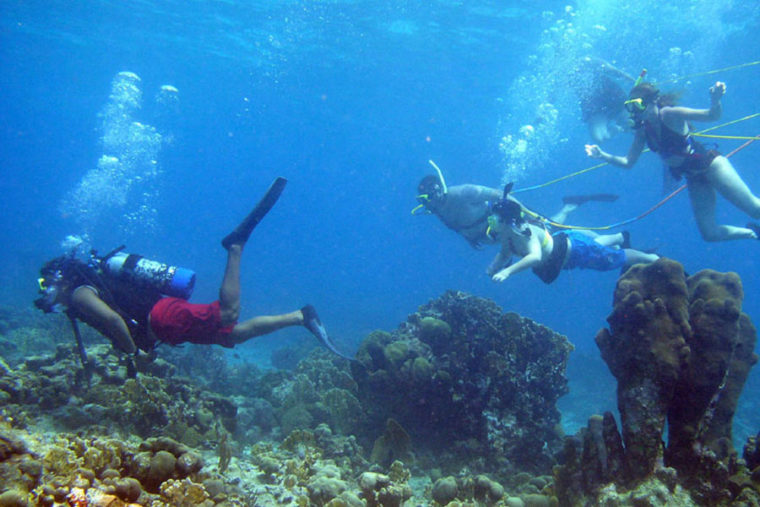 Coral Reef in Key West