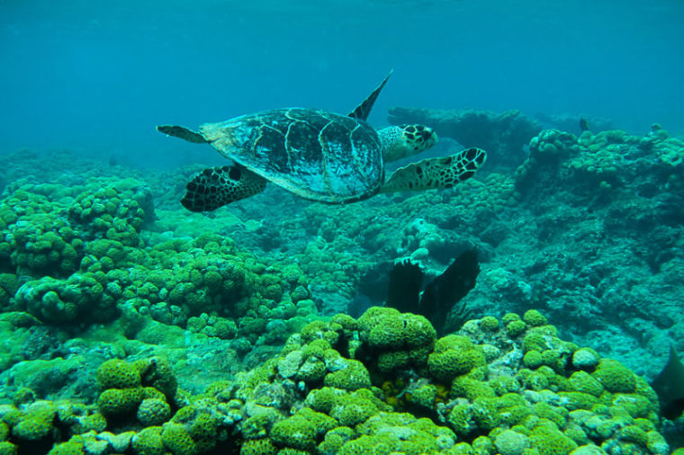 Sea Turtle in Rock Key, FL