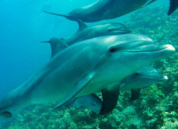 Diving in Key West