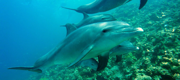 Diving in Key West