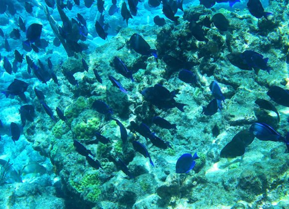 Coral Reef Tours, Coral Reef Cruise, Coral Reef Snorkeling in Key West