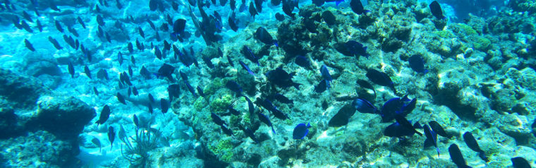 Florida Coral, Florida Reefs and Coral Reef Snorkeling in Key West 