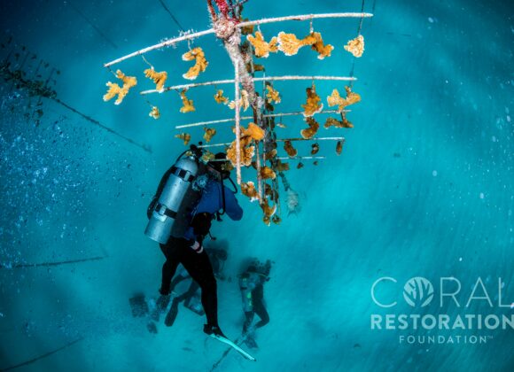 Scuba Diving in Key West