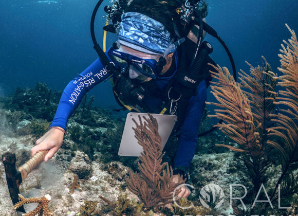 Scuba Diving in Key West, FL