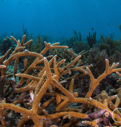 Coral Reef Snorkeling in Key West, FL