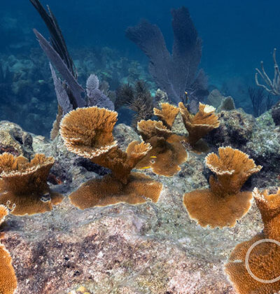 Coral under the ocean that is viewable on our Snorkel Adventure in Key West, FL and Surrounding Areas