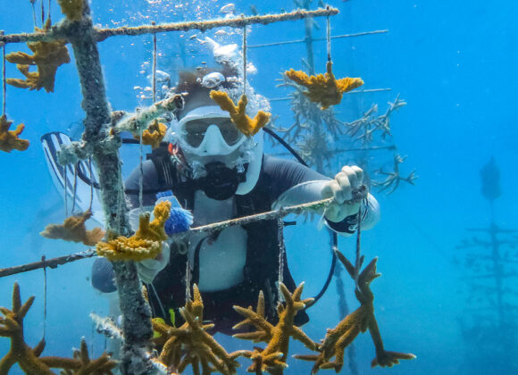 Snorkeling Adventure in Key West