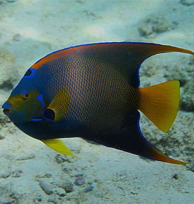 Tropical Fish Tour in Key West, FL